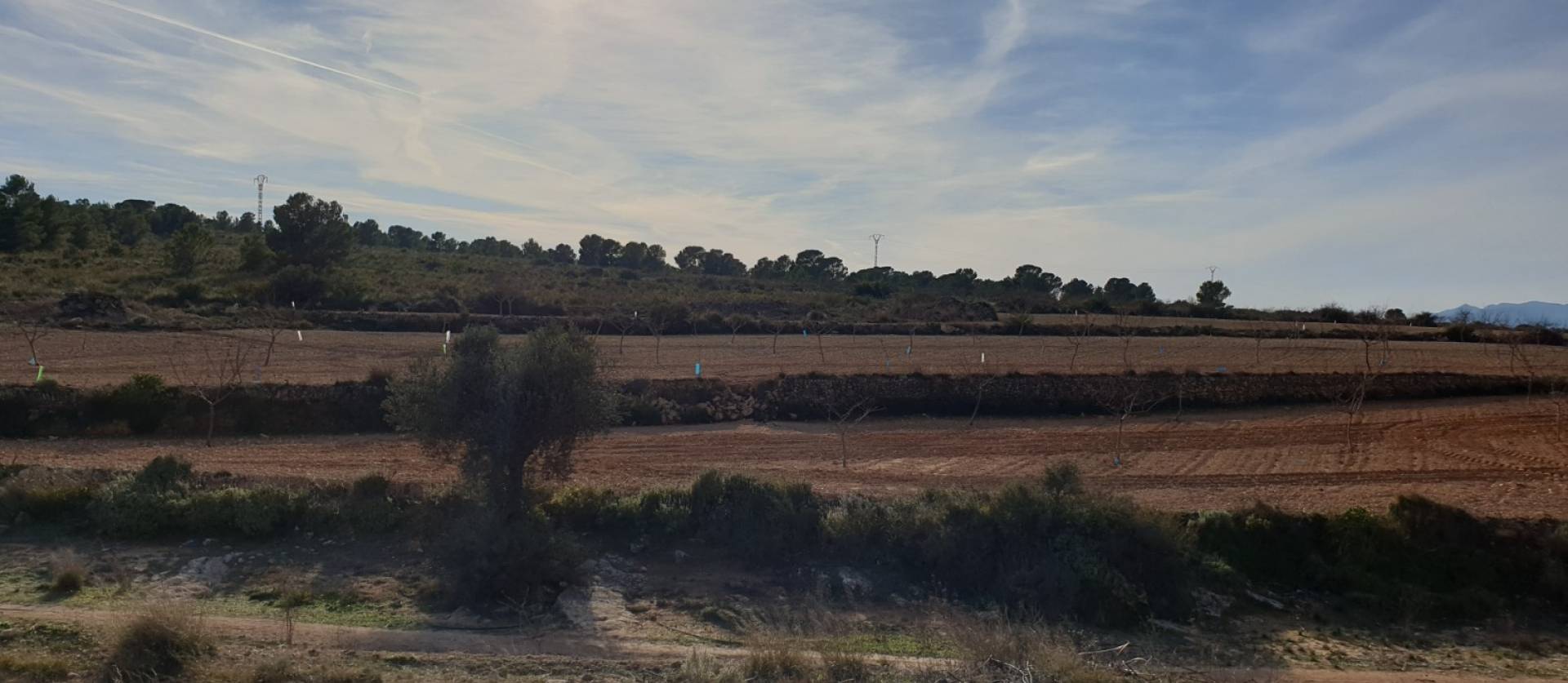 Revente - Land - Pinoso