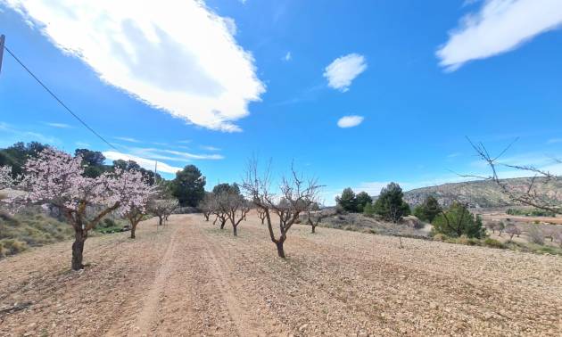 Bestaande woningen - Land - Pinoso