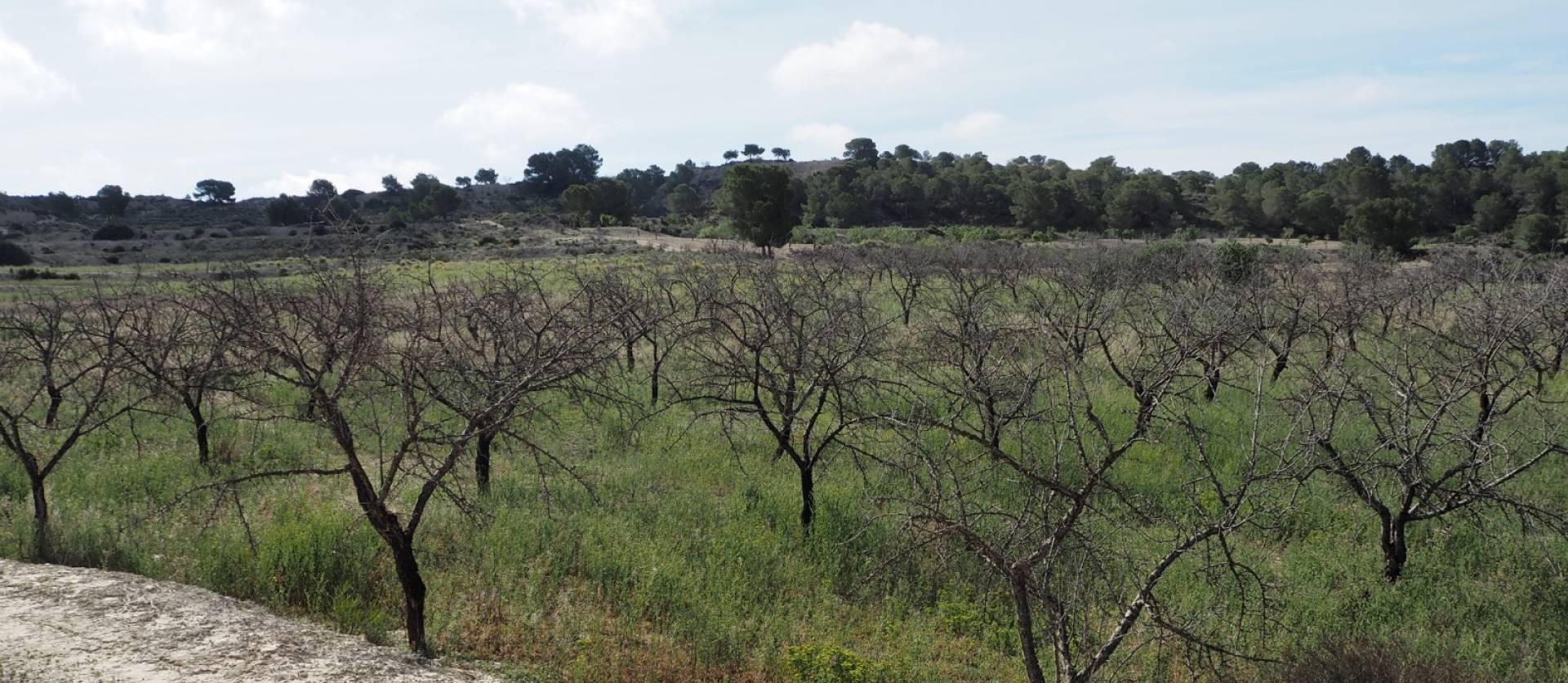 Revente - Land - San Miguel de Salinas - Torremendo