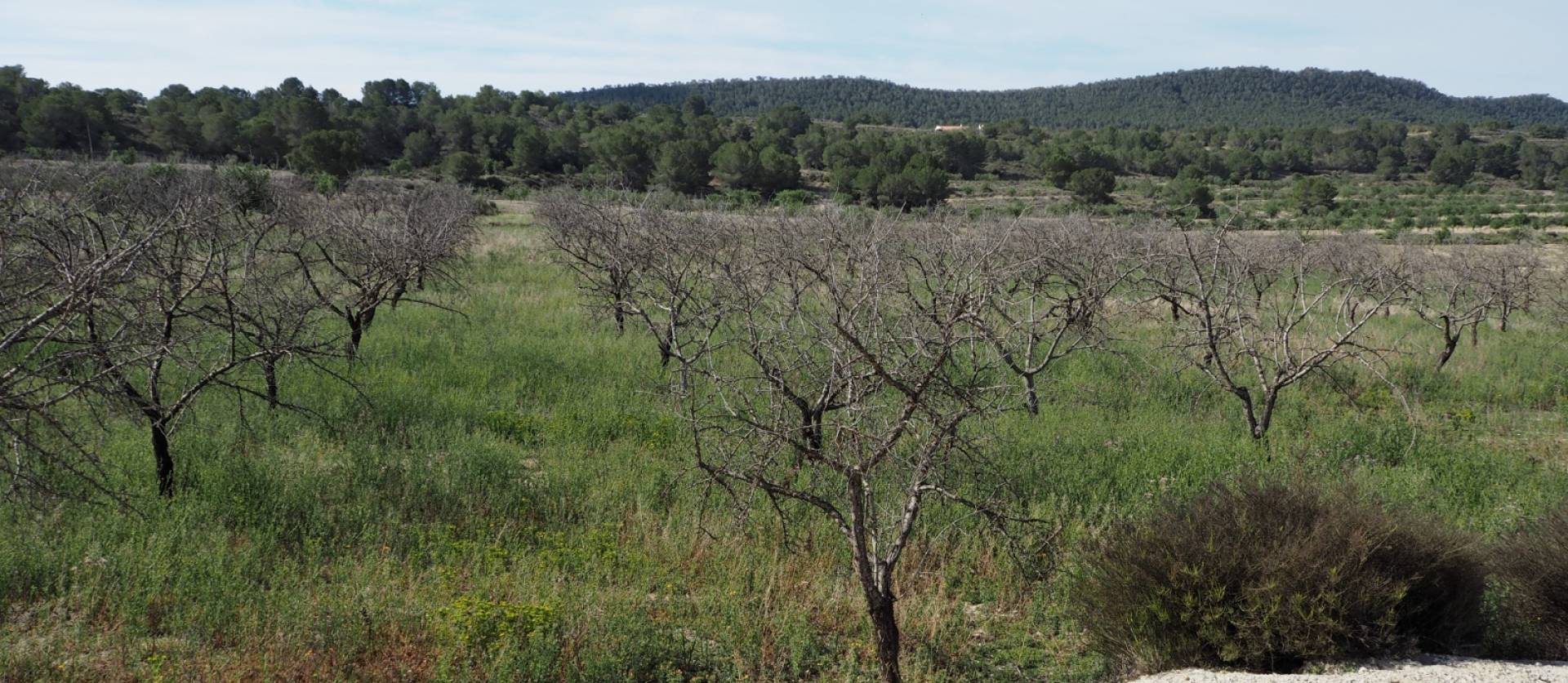 Revente - Land - San Miguel de Salinas - Torremendo