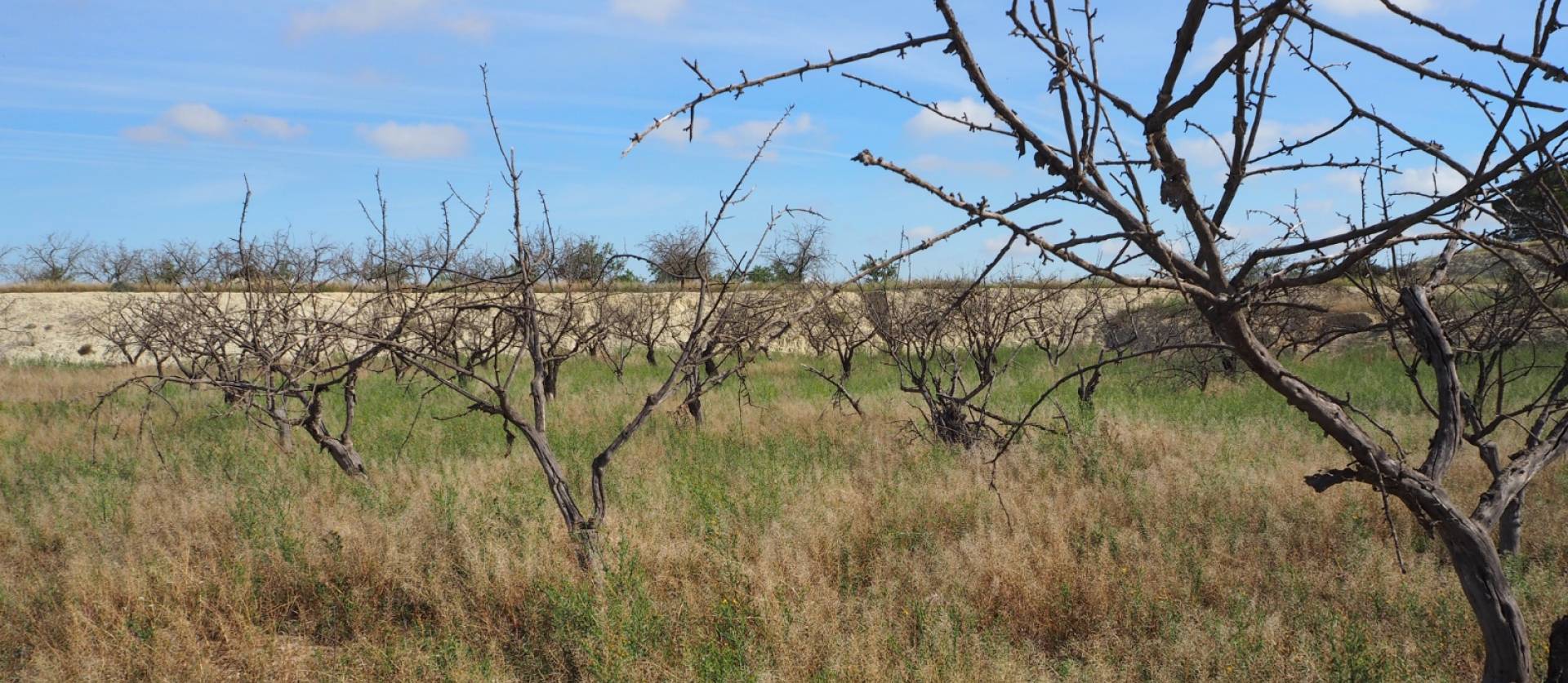 Revente - Land - San Miguel de Salinas - Torremendo