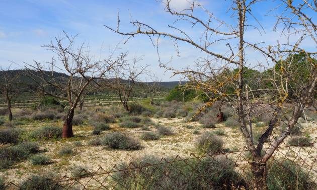 Revente - Land - San Miguel de Salinas - Torremendo