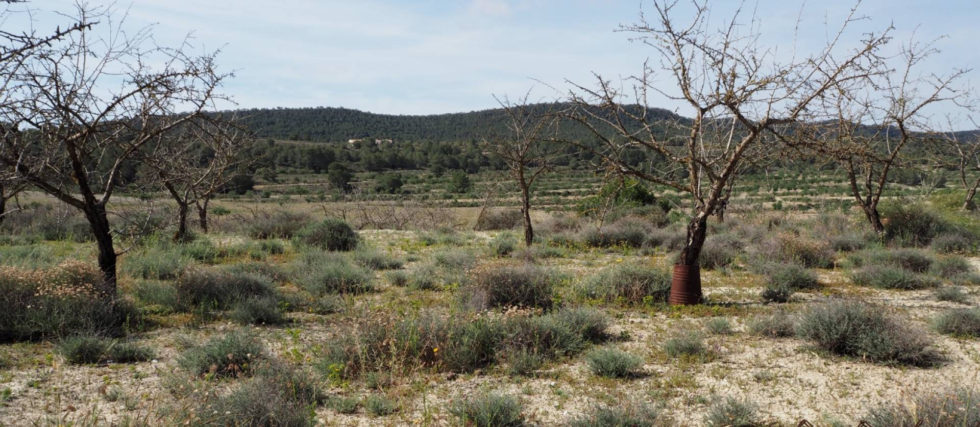 Revente - Land - San Miguel de Salinas - Torremendo