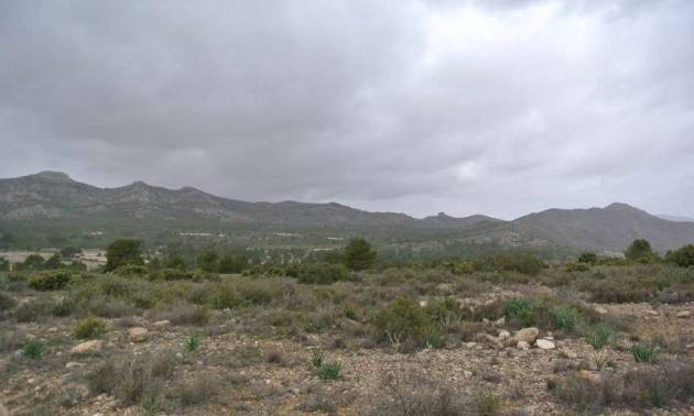 Venta - Land - Yecla