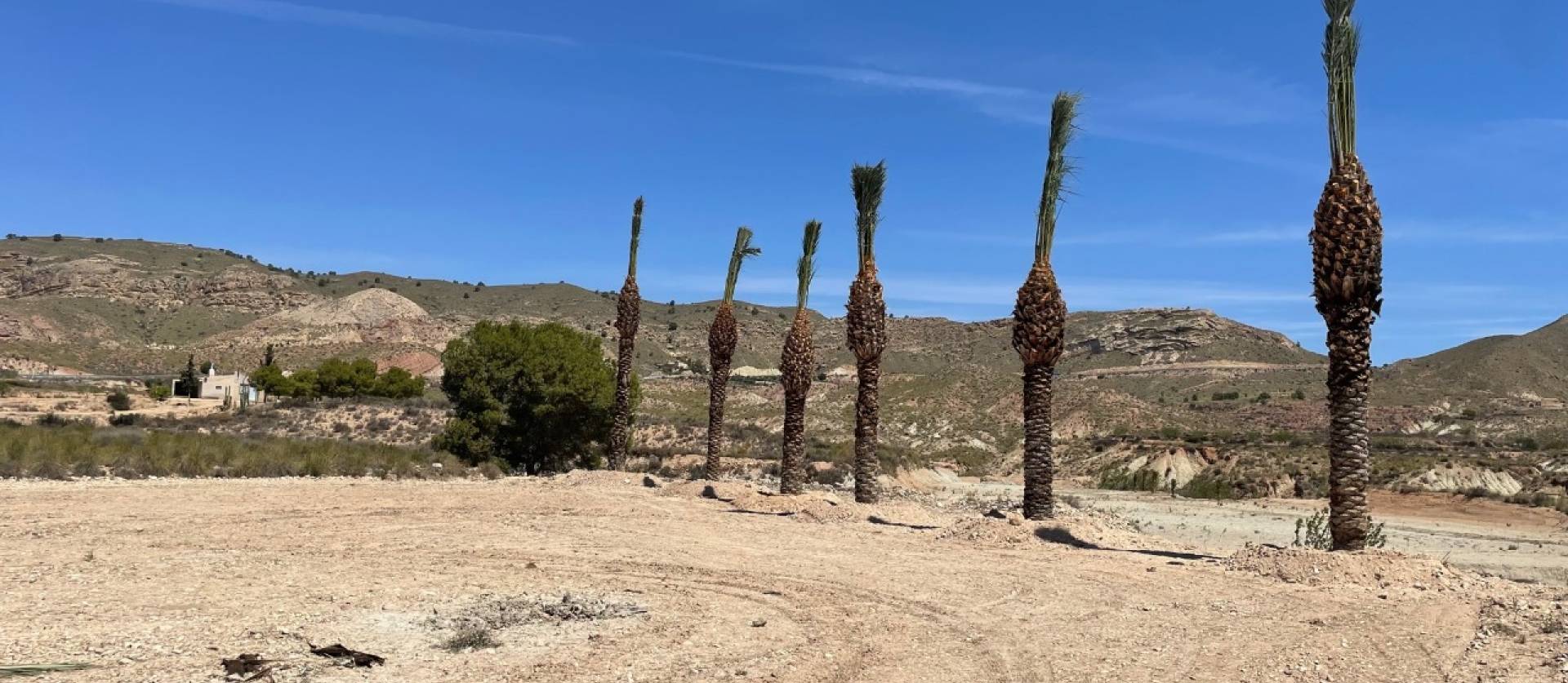 Sale - Land - Abanilla