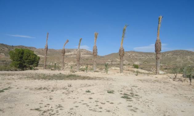 Sale - Land - Abanilla