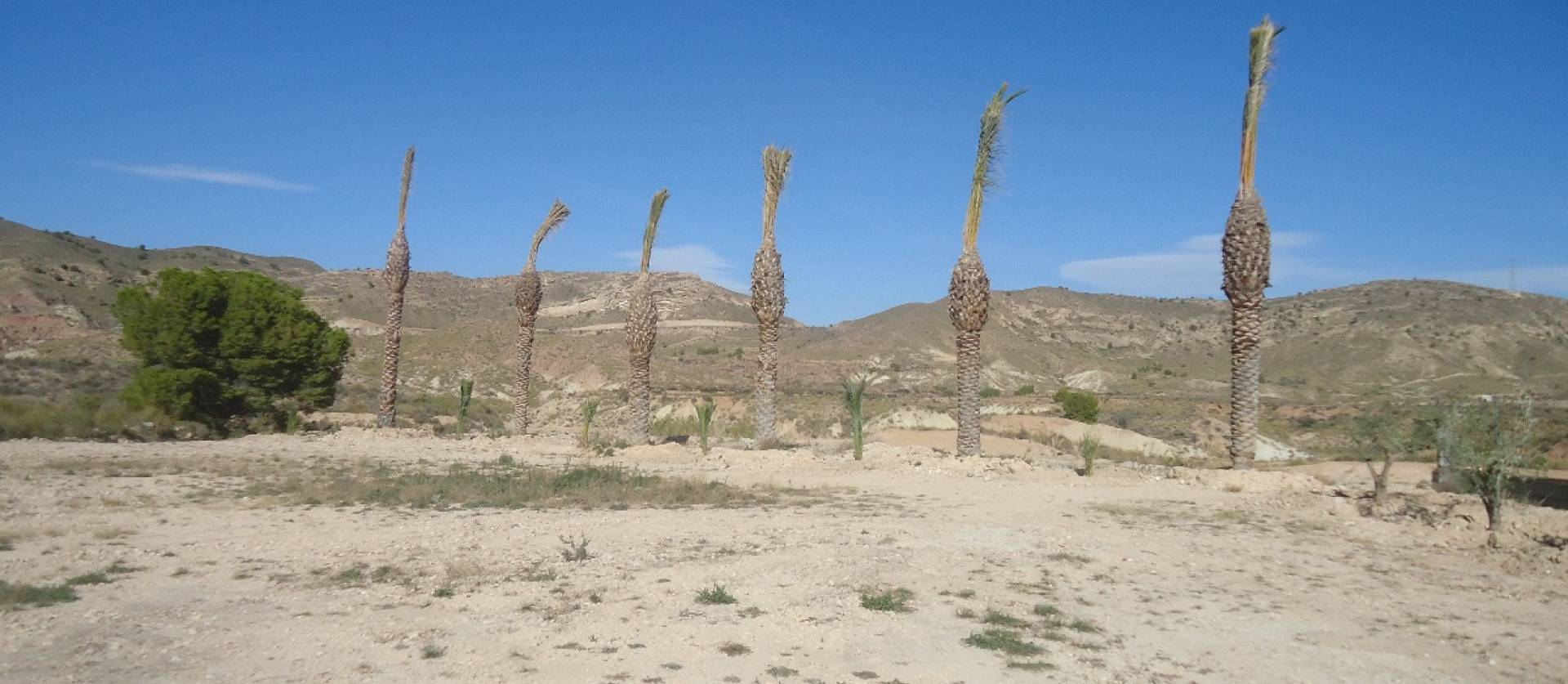 Sale - Land - Abanilla