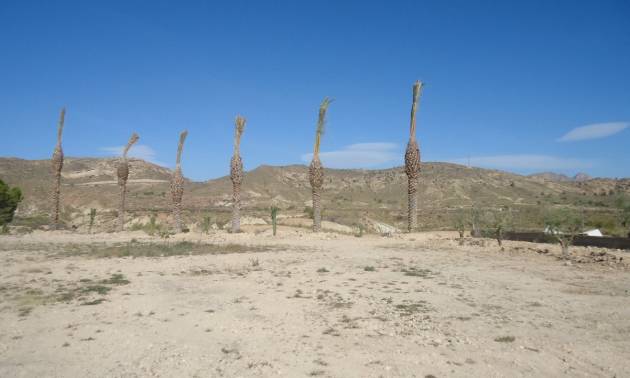 Sale - Land - Abanilla