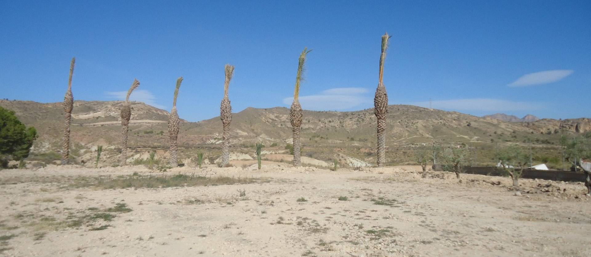 Sale - Land - Abanilla