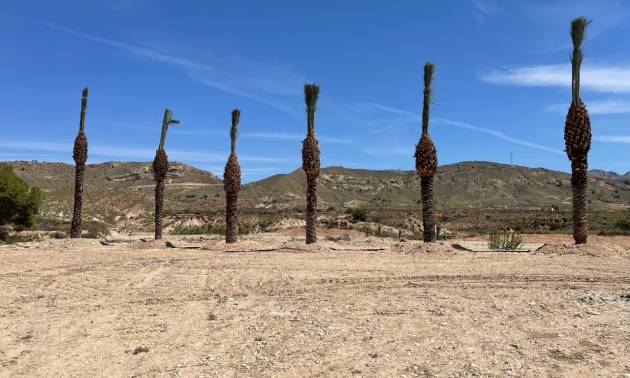 Sale - Land - Abanilla