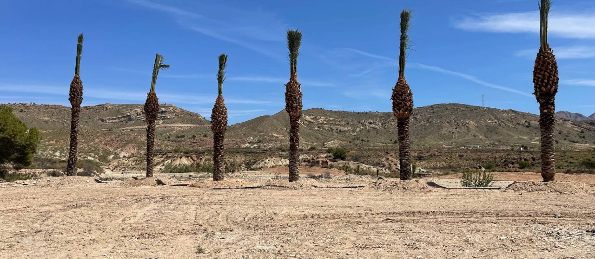 Sale - Land - Abanilla