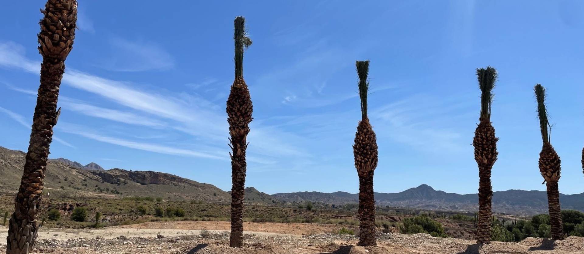 Sale - Land - Abanilla