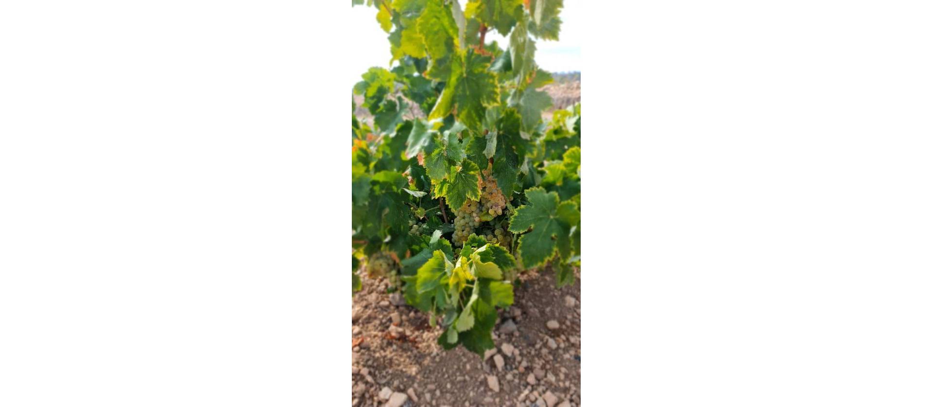 Sale - Land - Abanilla