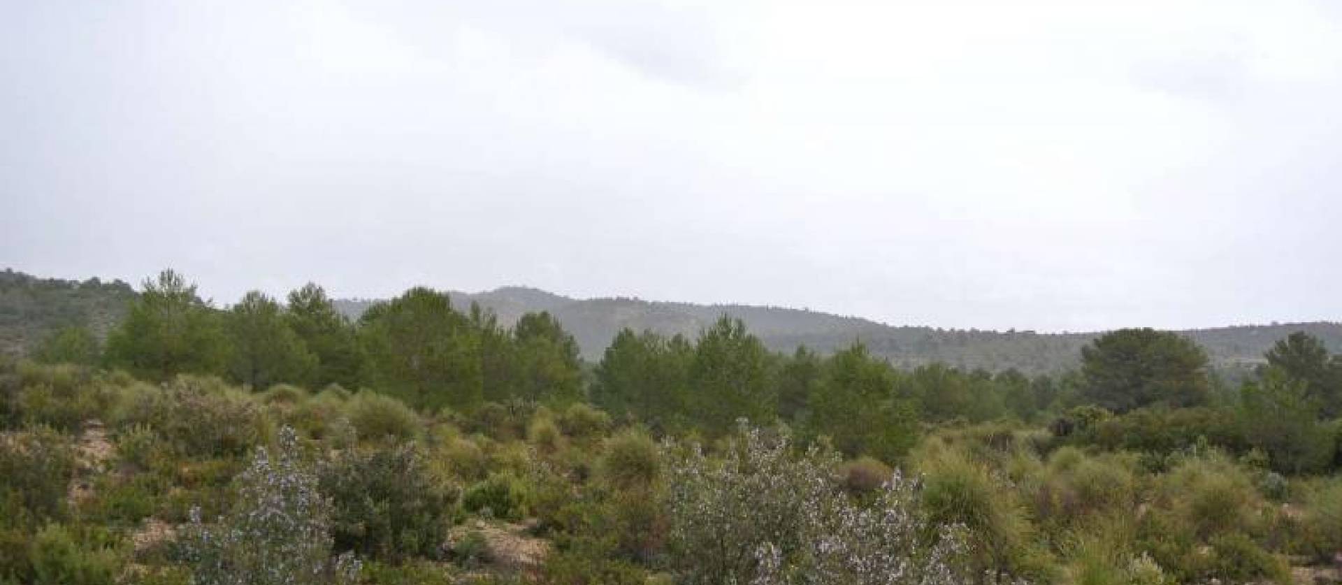 Venta - Land - Yecla