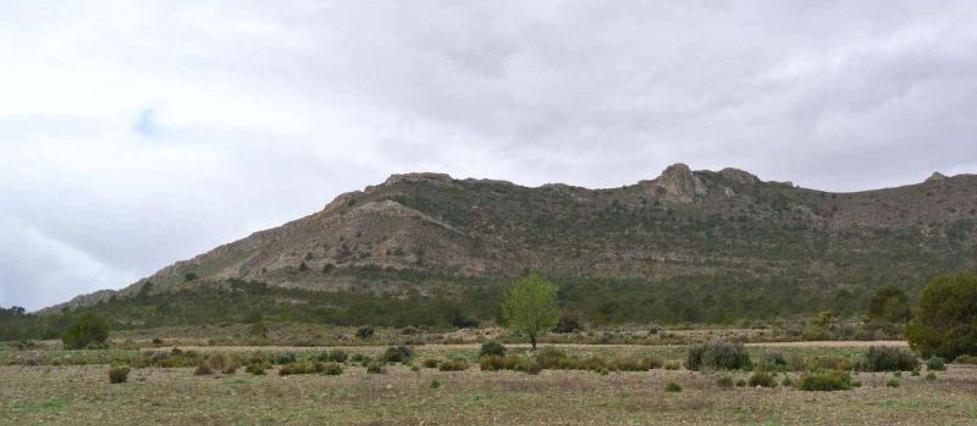 Venta - Land - Yecla