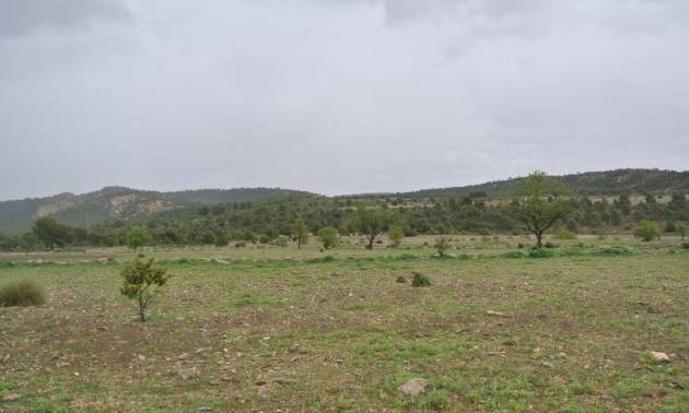 Venta - Land - Yecla