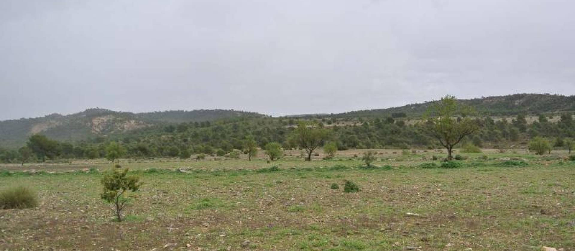 Venta - Land - Yecla