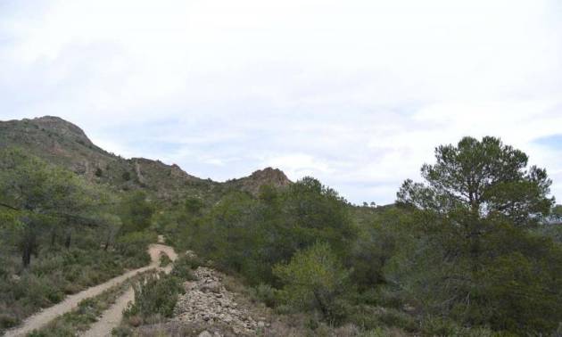 Venta - Land - Yecla