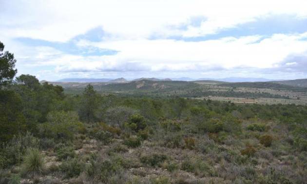 Venta - Land - Yecla