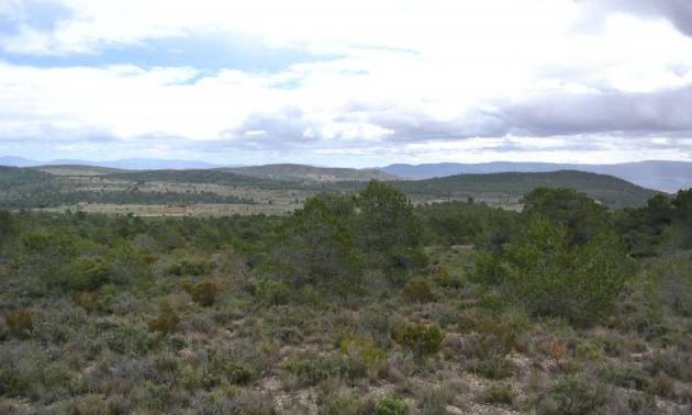 Venta - Land - Yecla