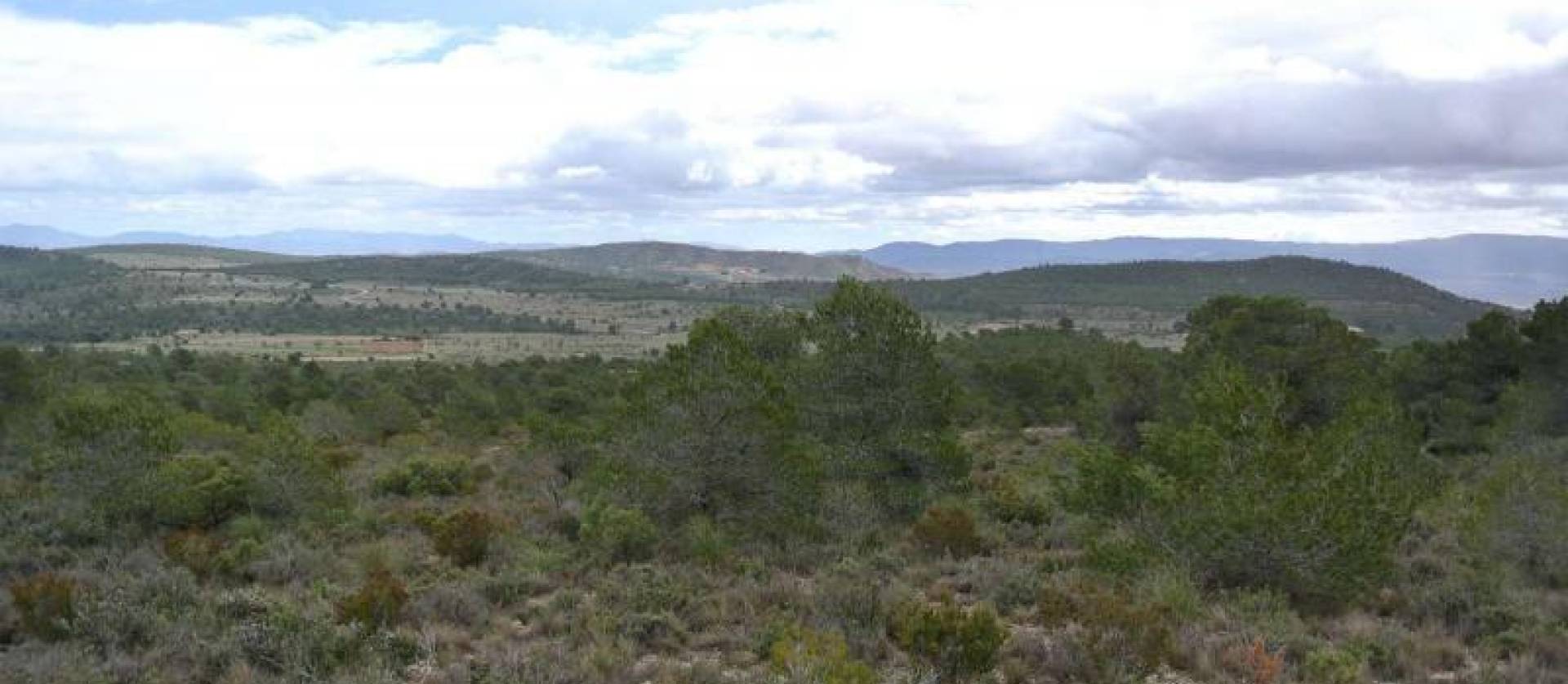 Venta - Land - Yecla