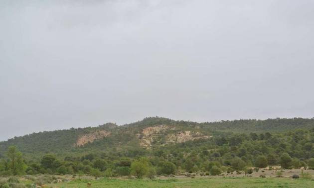 Venta - Land - Yecla