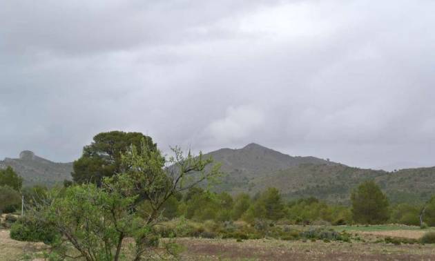 Venta - Land - Yecla