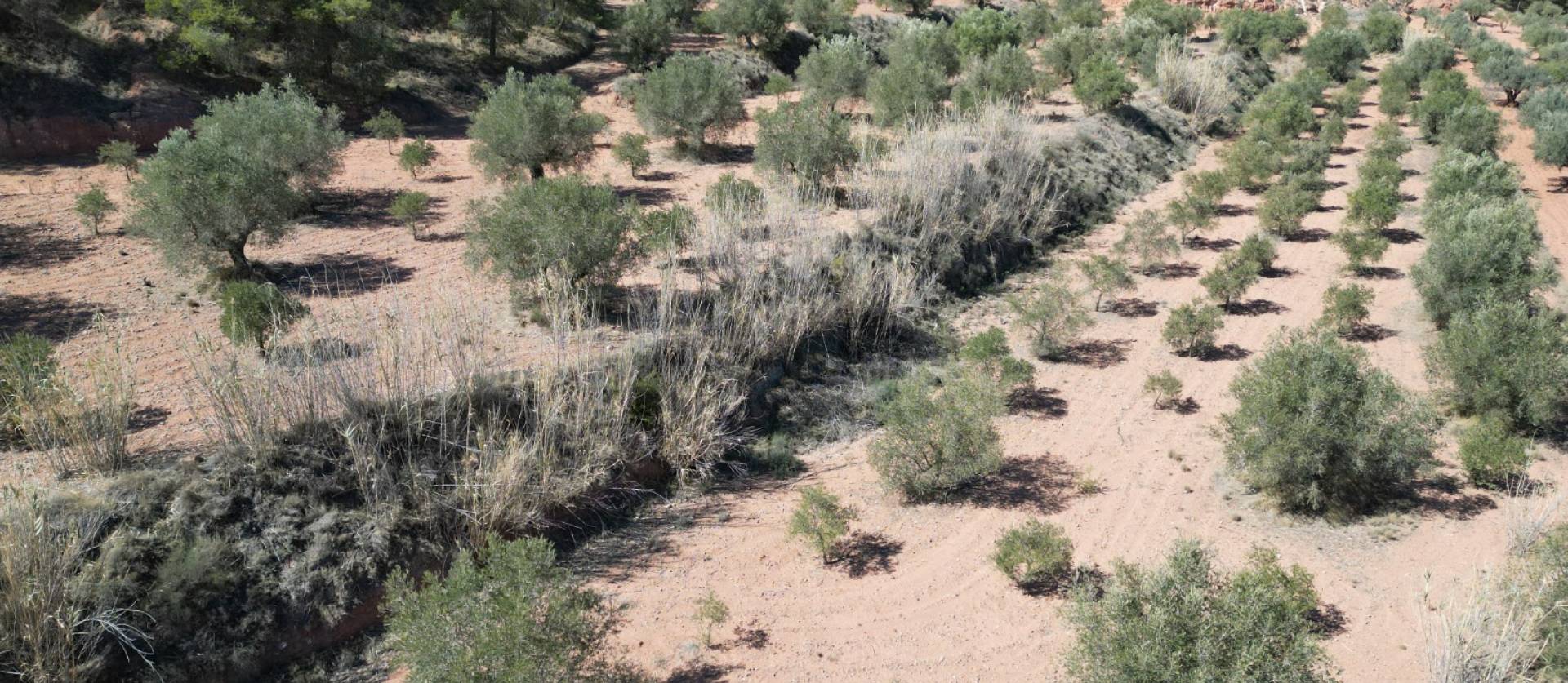 Sale - Land - Pinoso