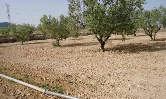 Sale - Land - Canada del Trigo