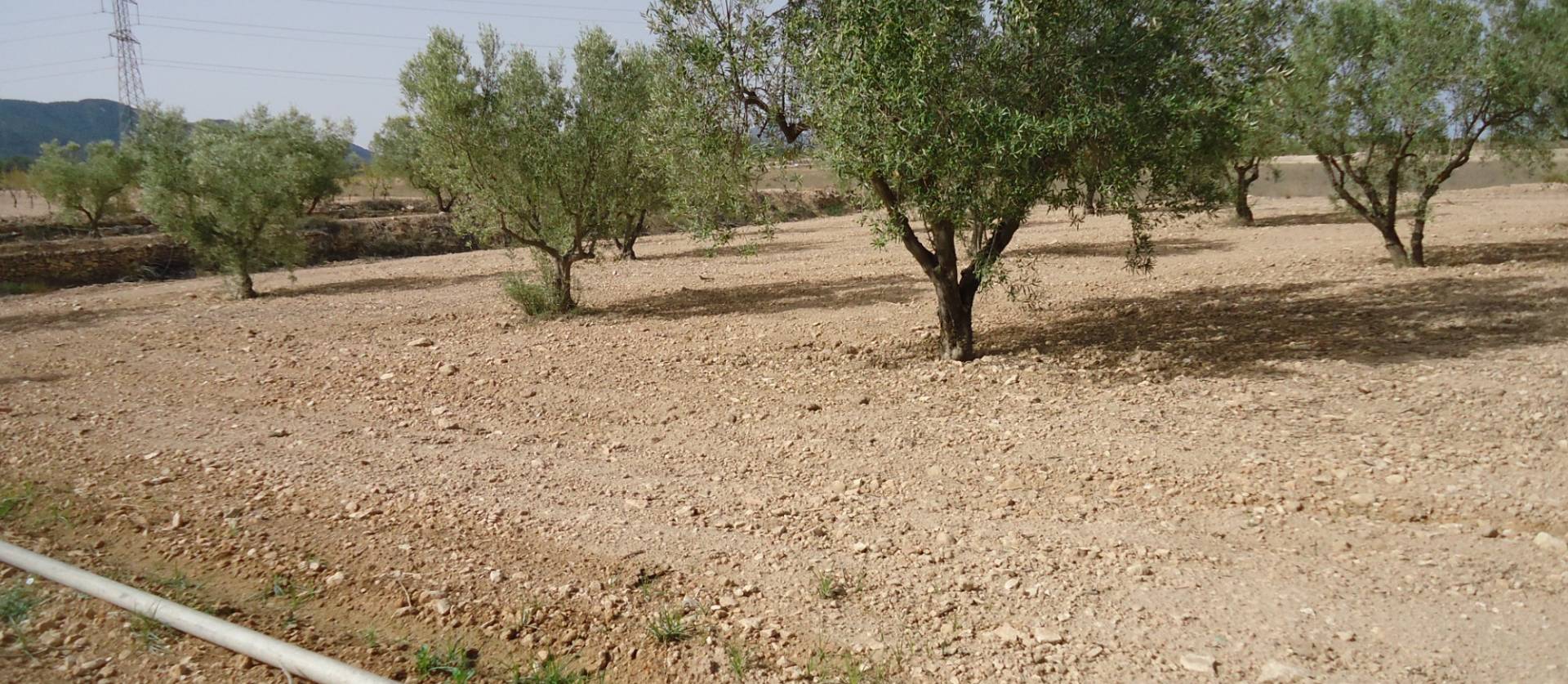 Sale - Land - Canada del Trigo