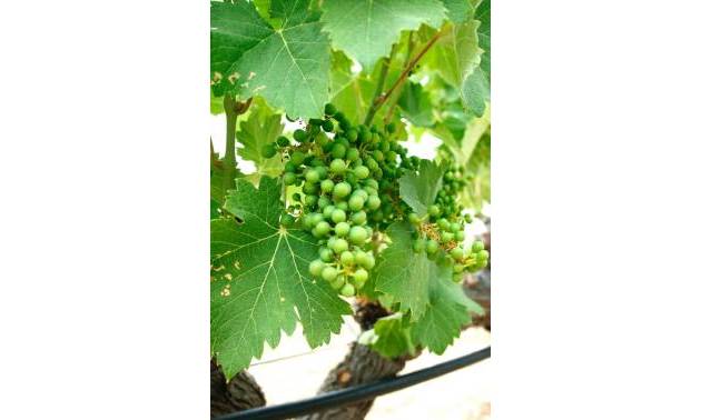 Nueva construcción  - Villa - Yecla