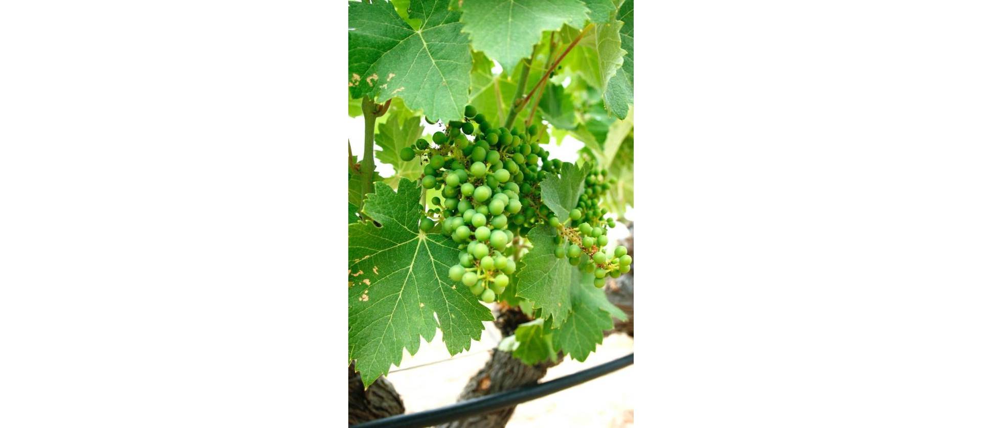 Nueva construcción  - Villa - Yecla