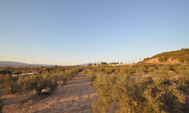 Bestaande woningen - Land - Pinoso