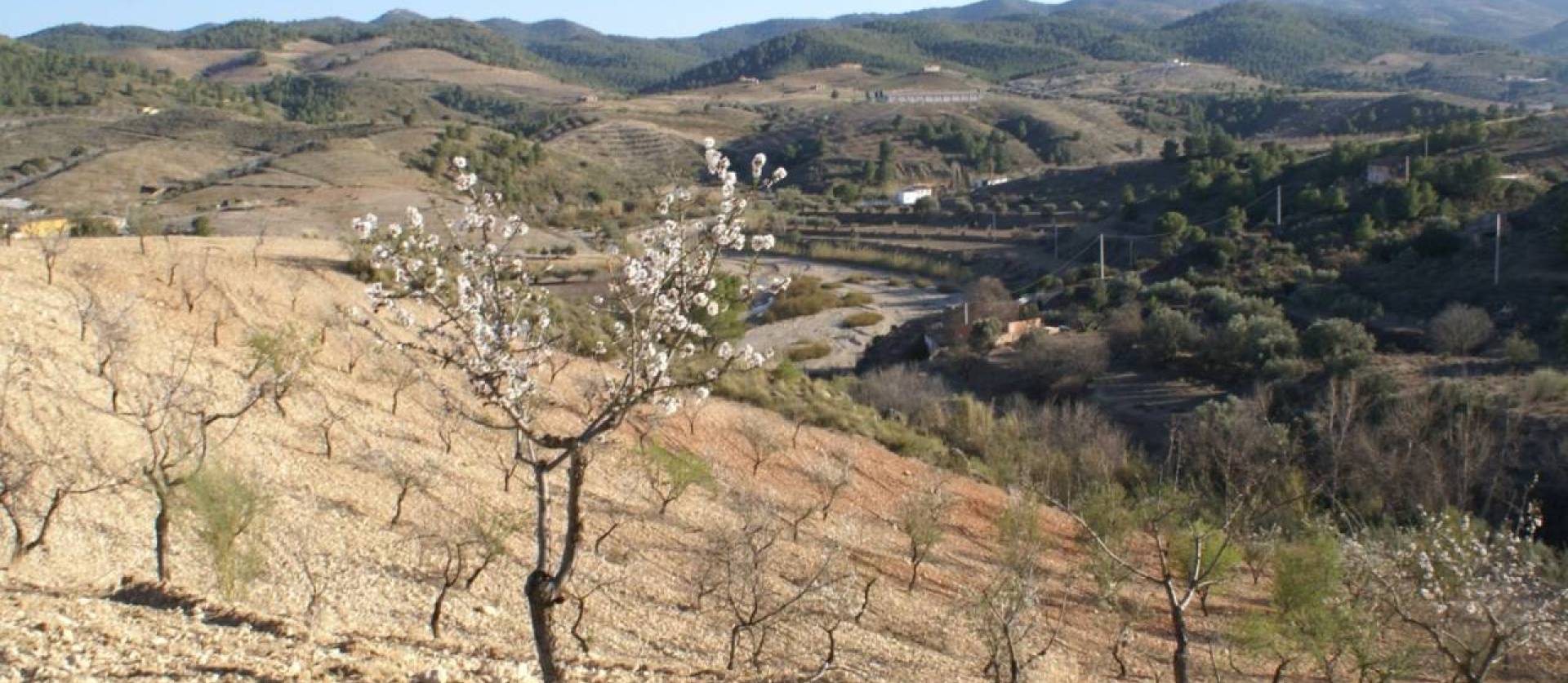 Sale - Land - Murcia