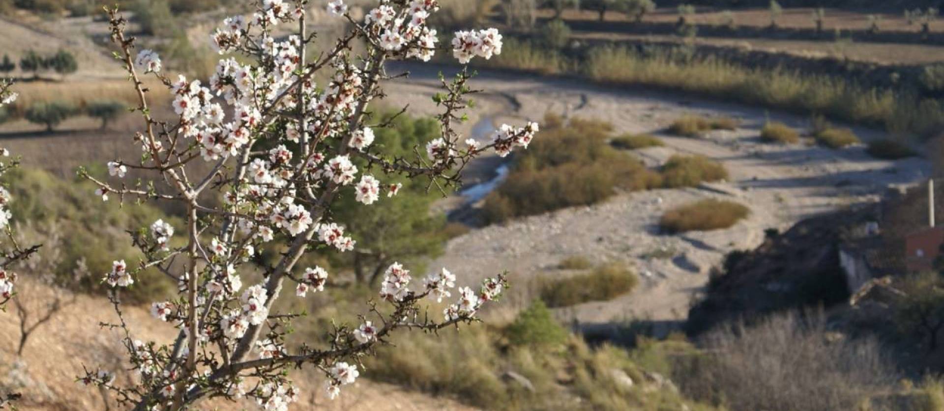 Sale - Land - Murcia