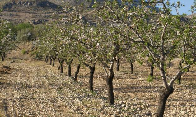 Sale - Land - Murcia