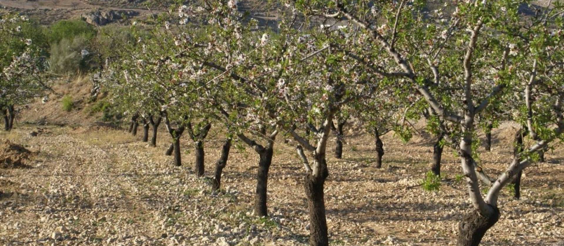 Sale - Land - Murcia