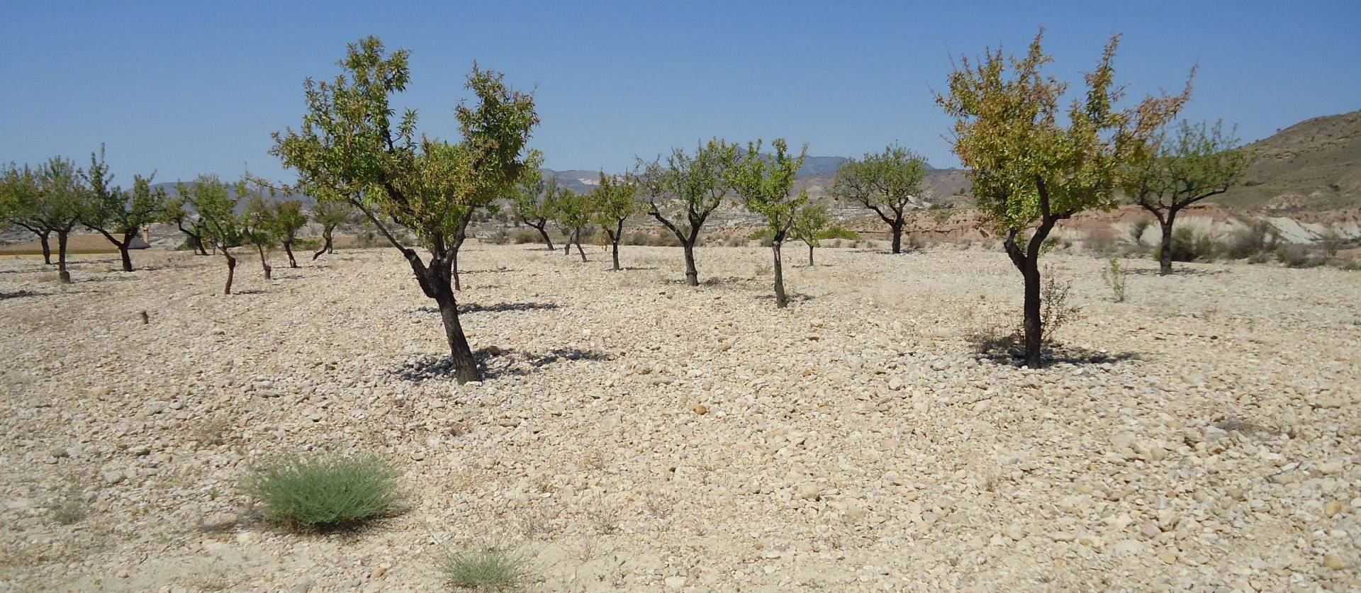 Revente - Land - Abanilla