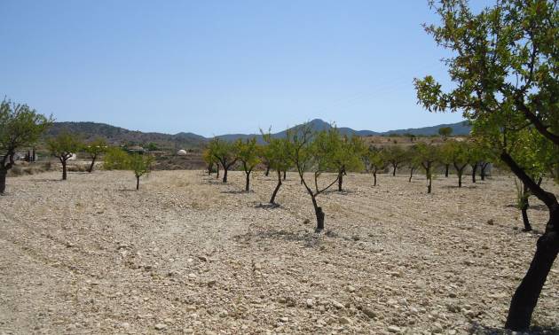 Revente - Land - Abanilla