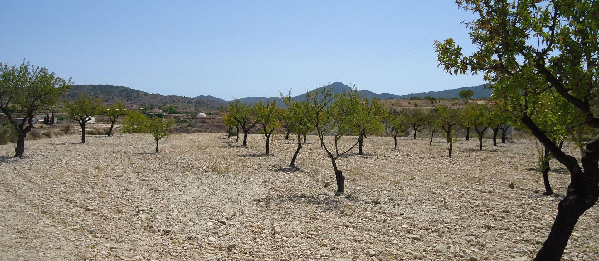 Revente - Land - Abanilla