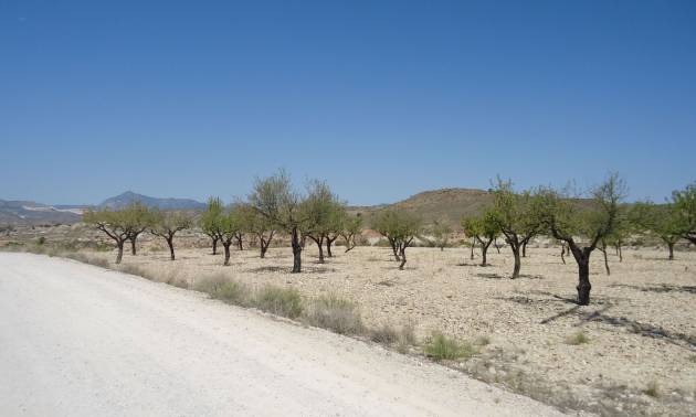 Revente - Land - Abanilla