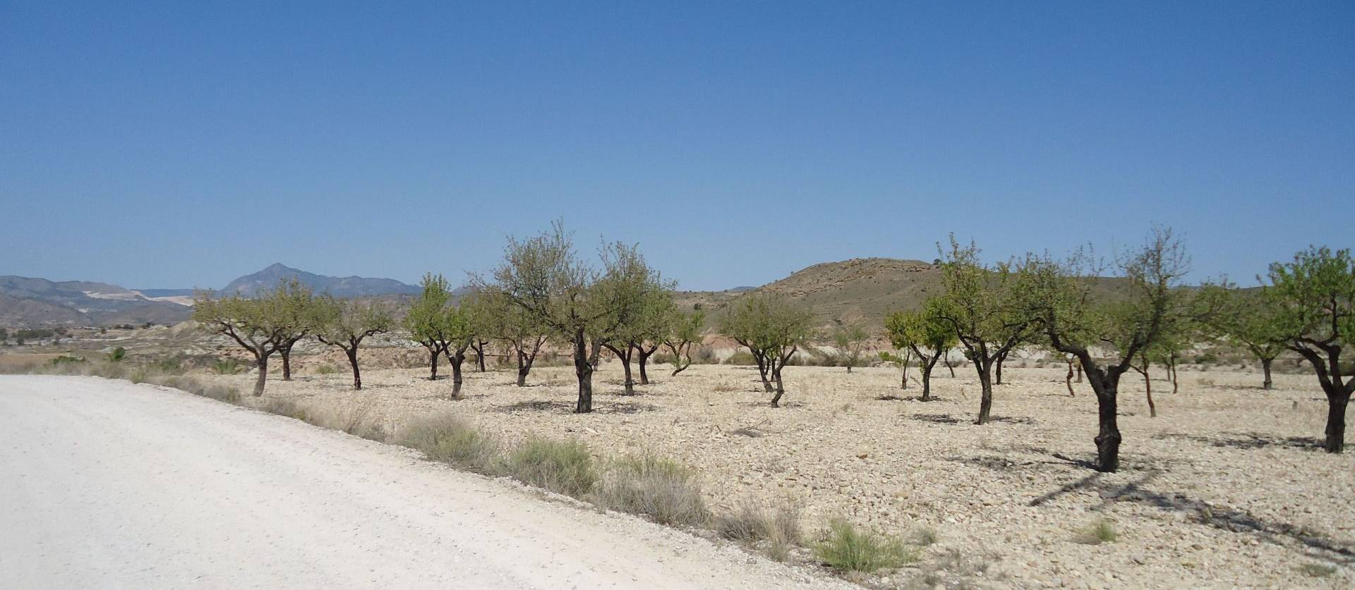 Revente - Land - Abanilla