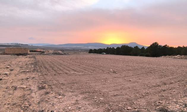 Venta - Land - Yecla