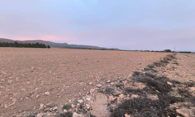 Venta - Land - Yecla