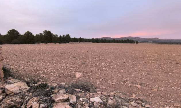 Venta - Land - Yecla