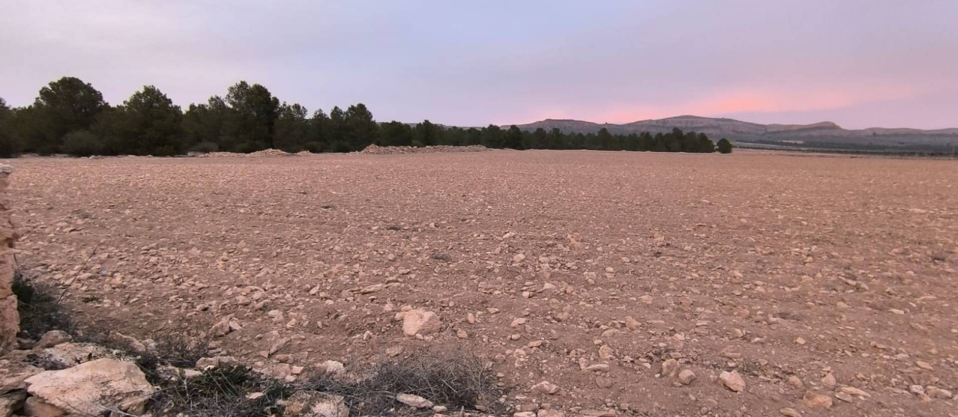 Venta - Land - Yecla