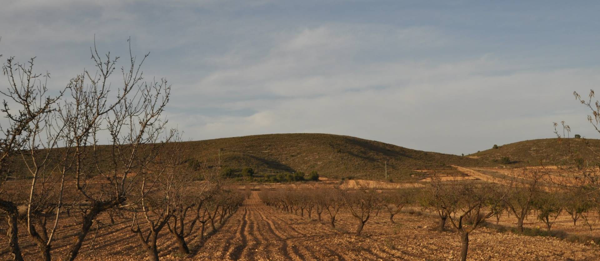 Revente - Land - Abanilla