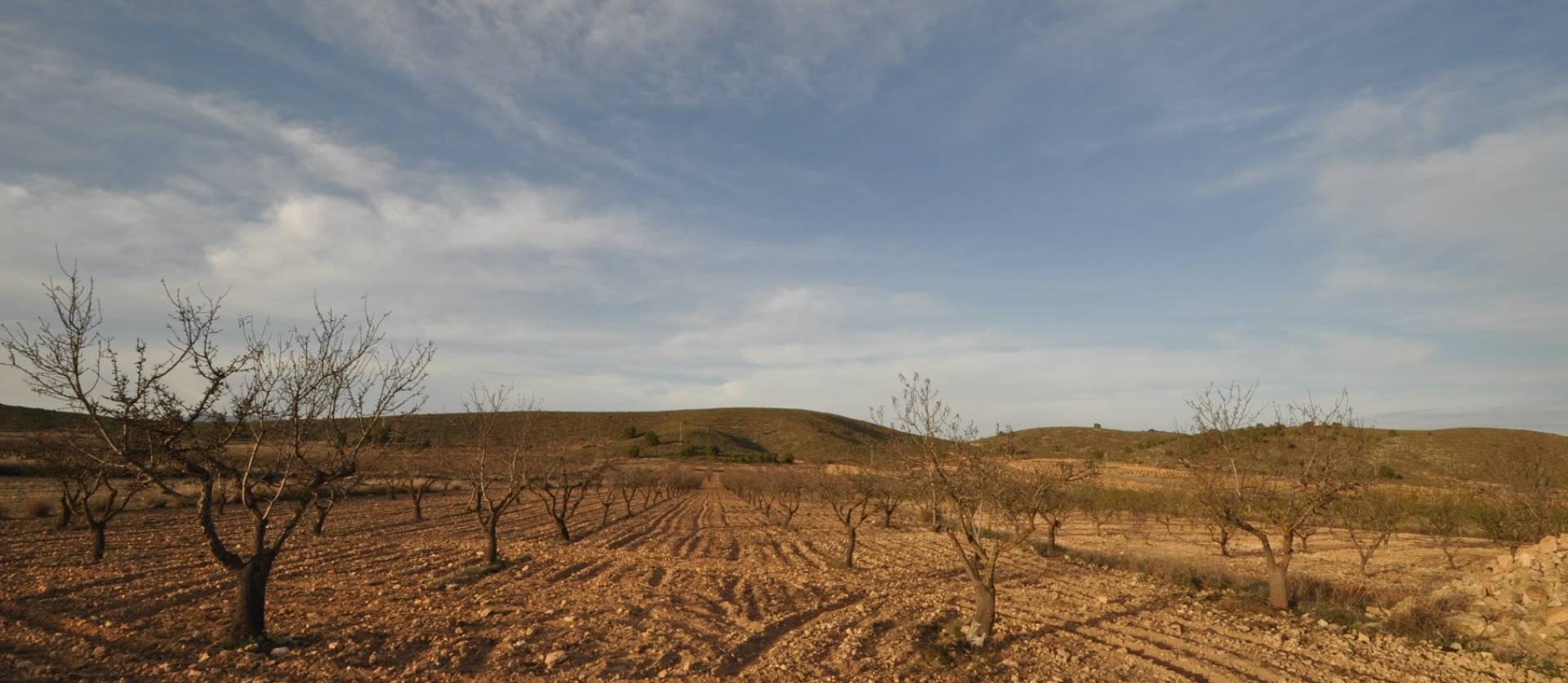 Revente - Land - Abanilla