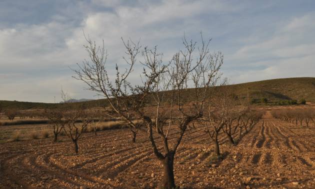 Revente - Land - Abanilla