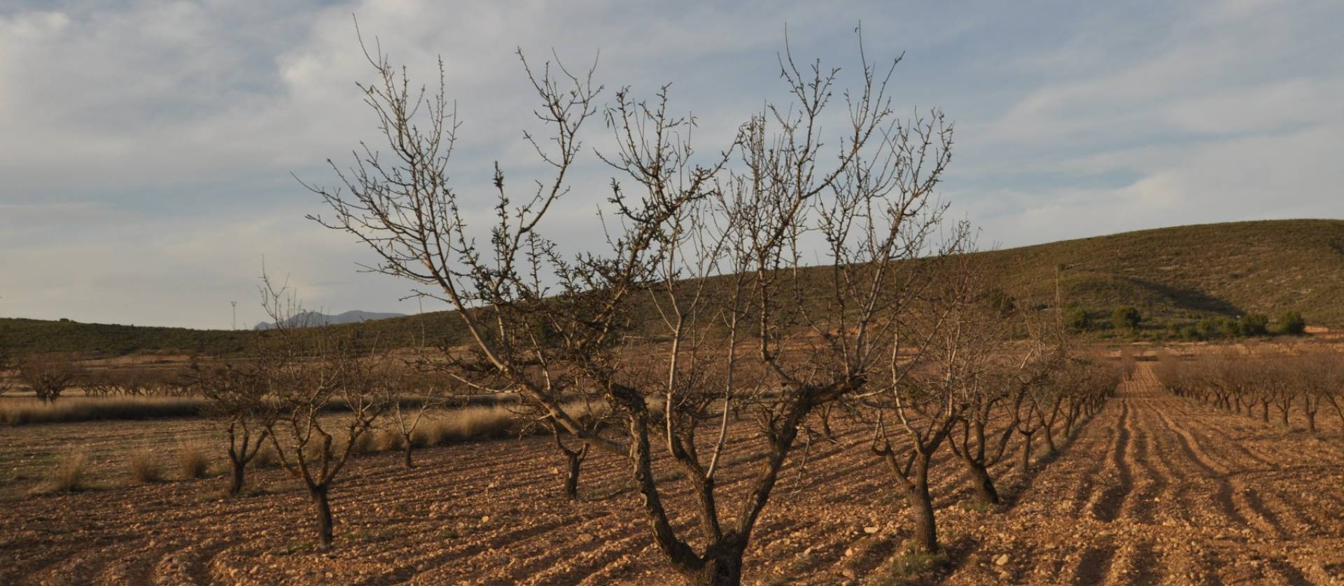 Revente - Land - Abanilla